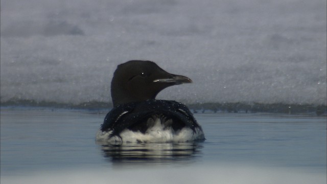 Guillemot de Brünnich - ML433890