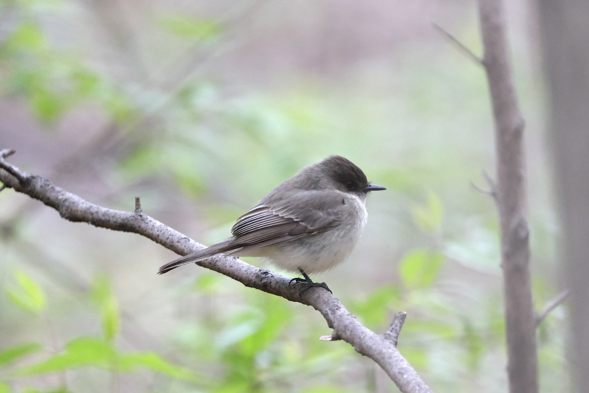 Eastern Phoebe - ML433890911