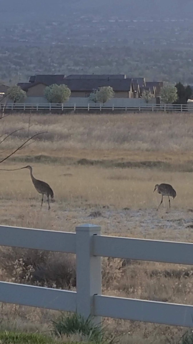 Sandhill Crane - ML433891421