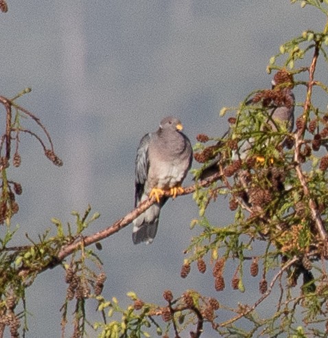 Band-tailed Pigeon - ML433892141
