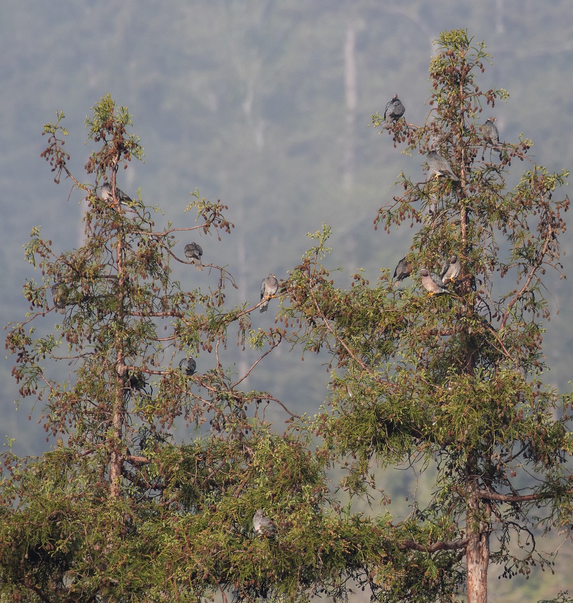 Band-tailed Pigeon - ML433892281