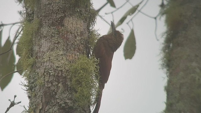 Northern Barred-Woodcreeper - ML433893761