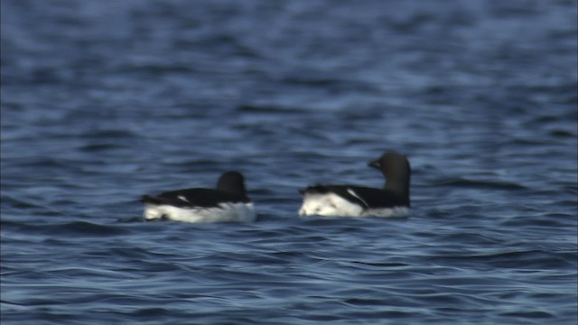 Guillemot de Brünnich - ML433894