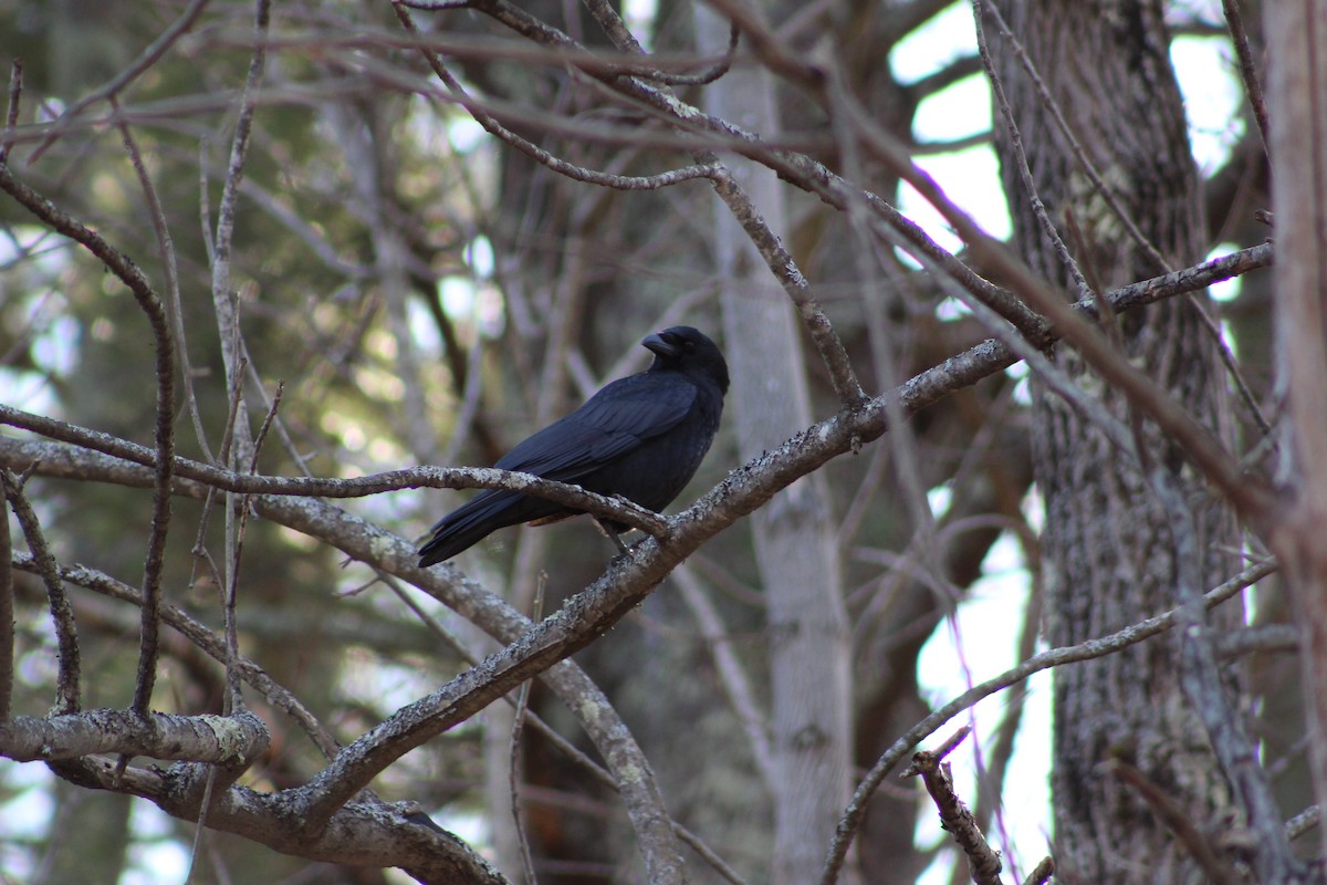 American Crow - ML43389431