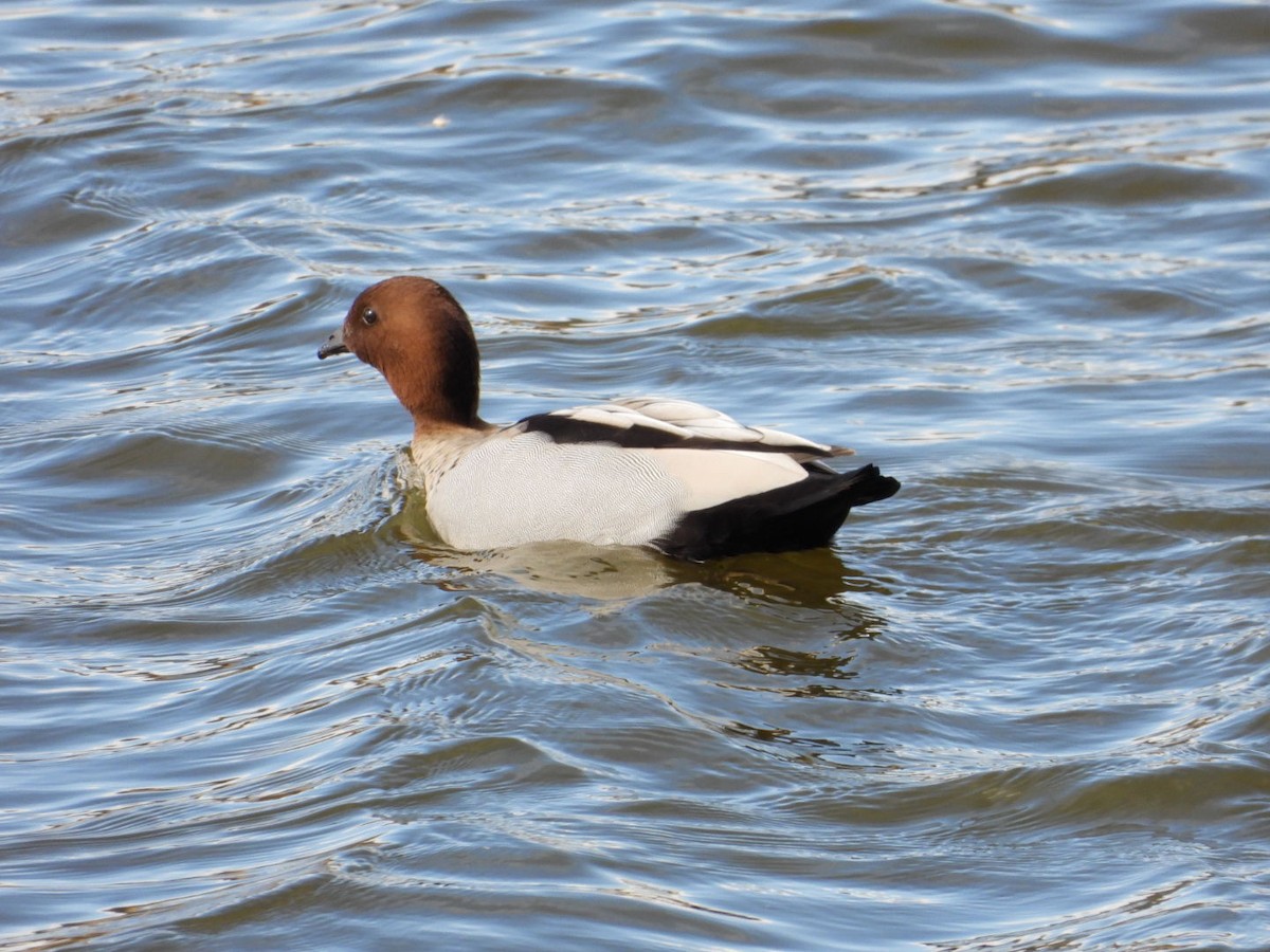 Maned Duck - Jasmin Döbel