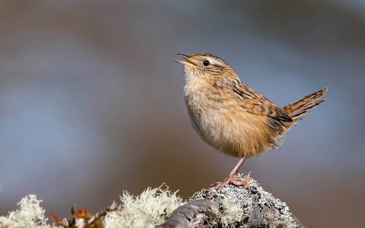 Grass Wren (Austral) - ML433896151