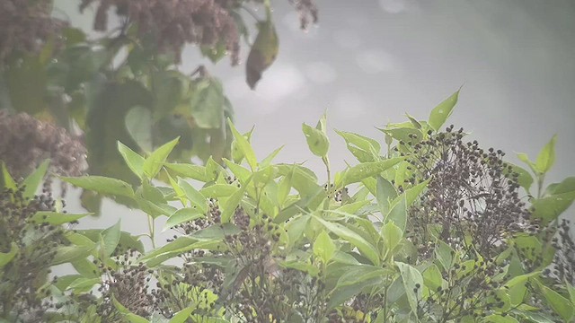 White-winged Tanager - ML433896591