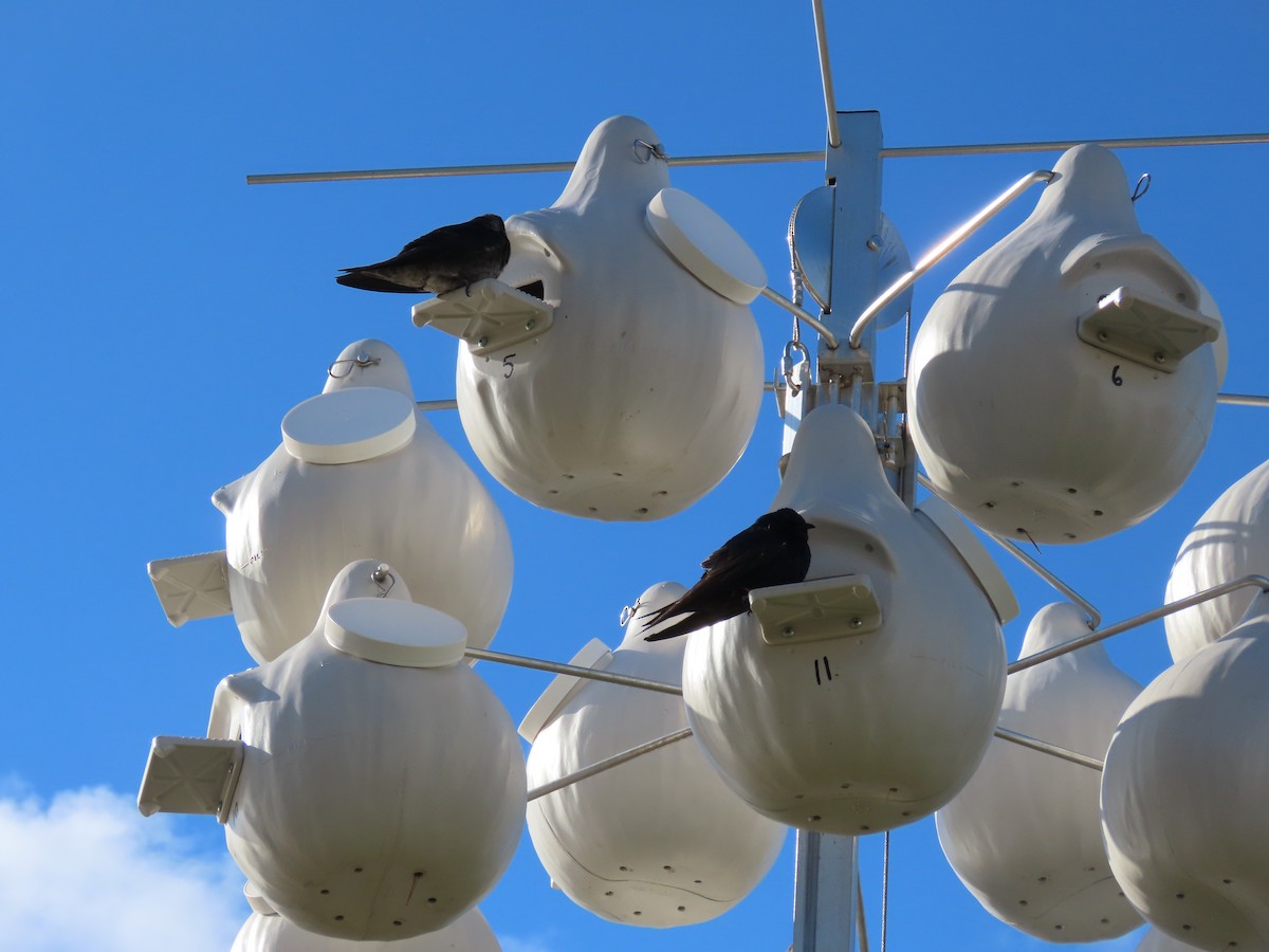 Purple Martin - dave chase