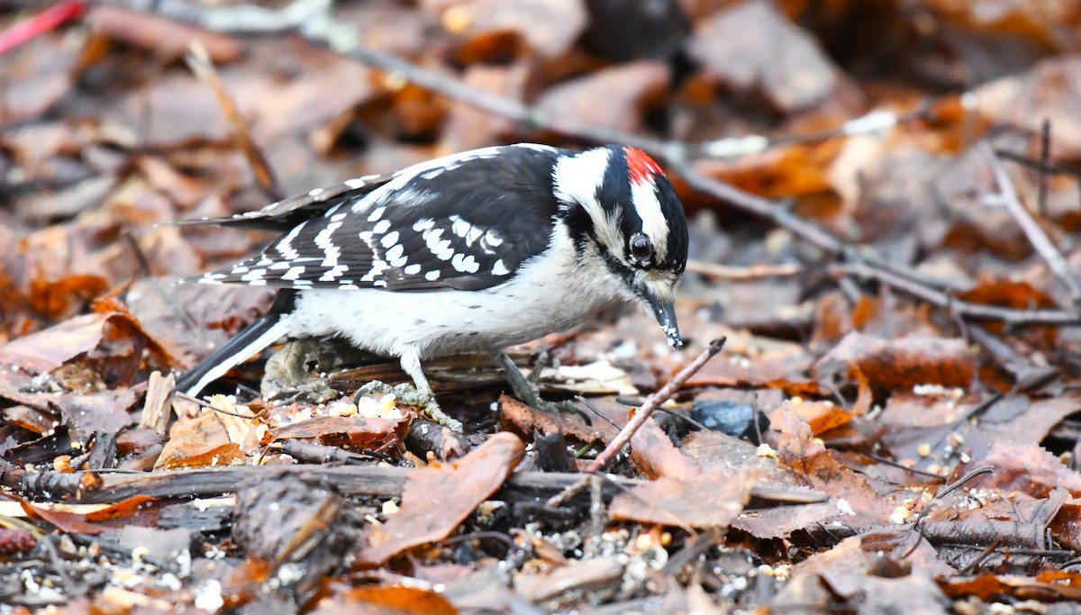 Downy Woodpecker - ML433899701