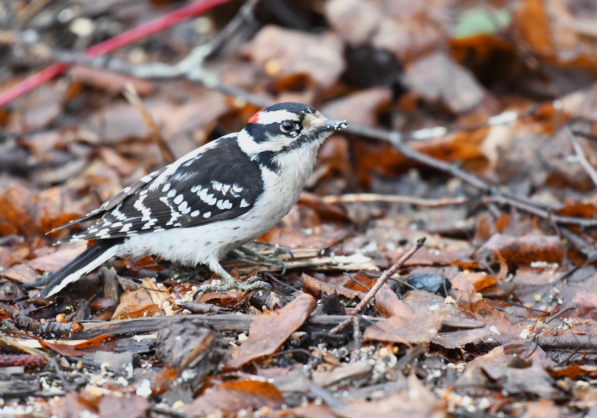 Downy Woodpecker - ML433899731