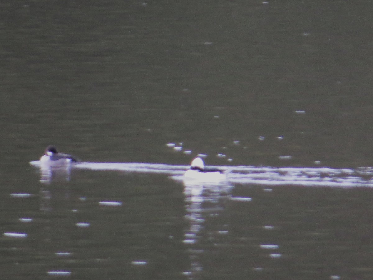 Bufflehead - ML433901191