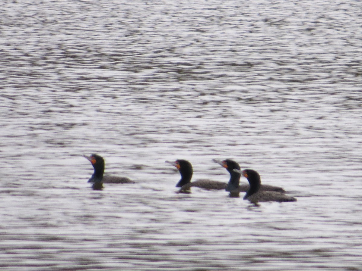 Cormoran à aigrettes - ML433901481