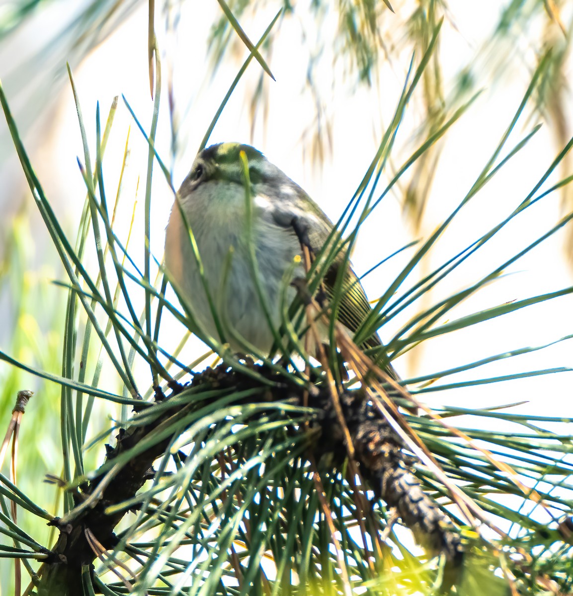 Golden-crowned Kinglet - ML433903331