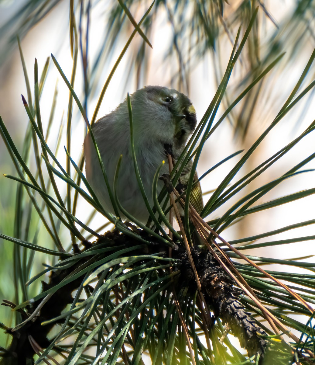 Golden-crowned Kinglet - ML433903371