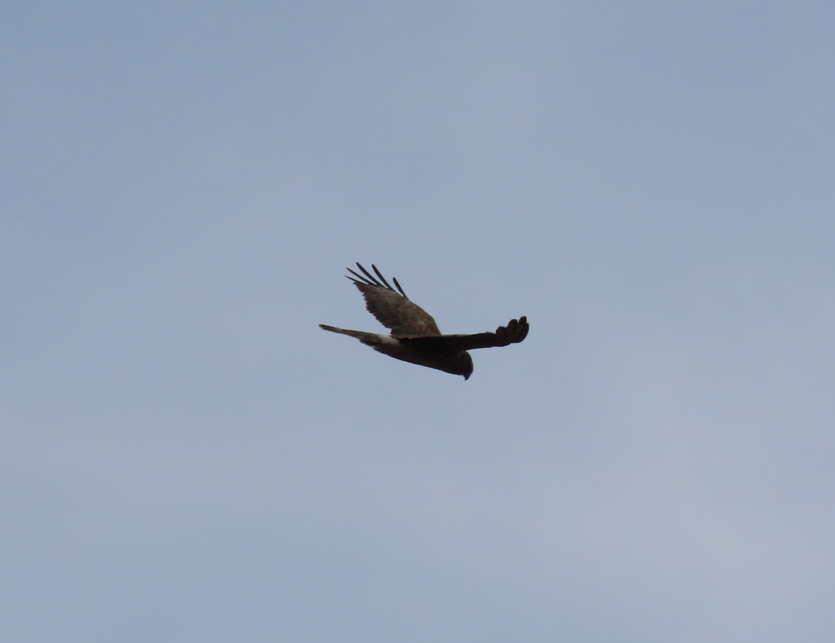 Northern Harrier - ML433903911