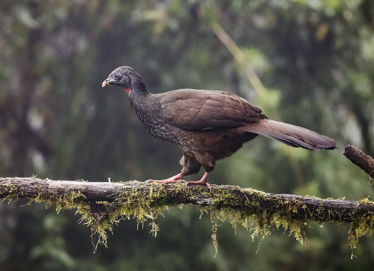 Andean Guan - ML433904851