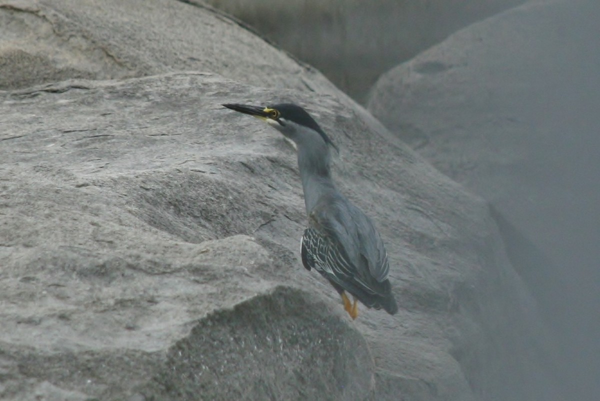 Striated Heron - ML433905091