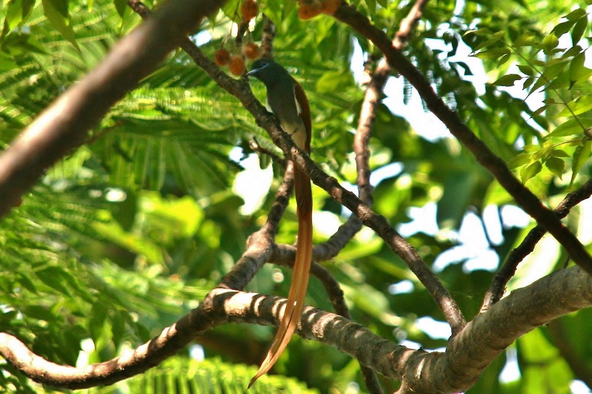 African Paradise-Flycatcher - ML433905661