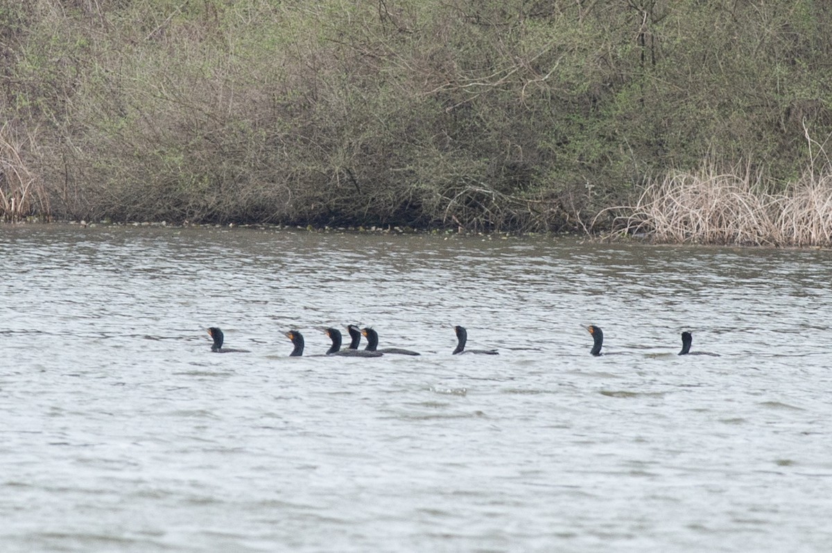 Double-crested Cormorant - ML433905731