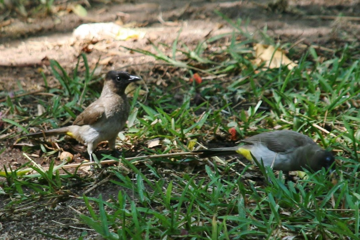 Bulbul des jardins - ML433905771