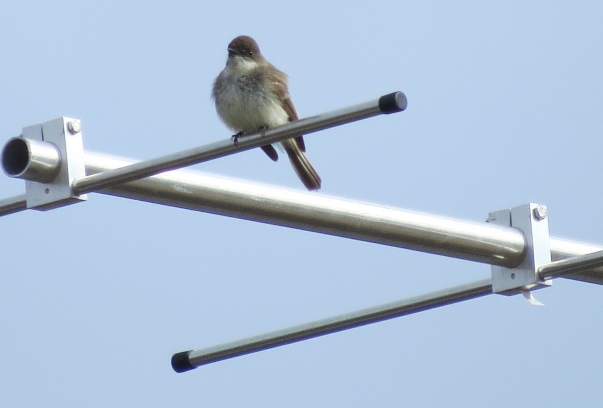 Eastern Phoebe - ML433905821