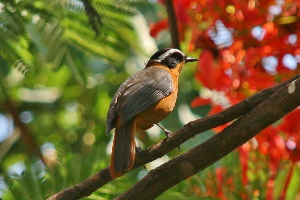 White-browed Robin-Chat - ML433905831