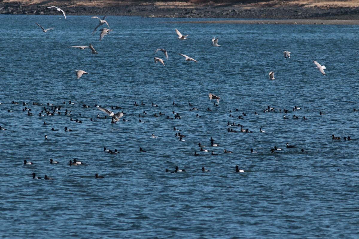 Greater Scaup - ML433906091