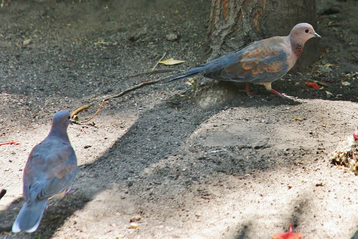 Laughing Dove - ML433906241