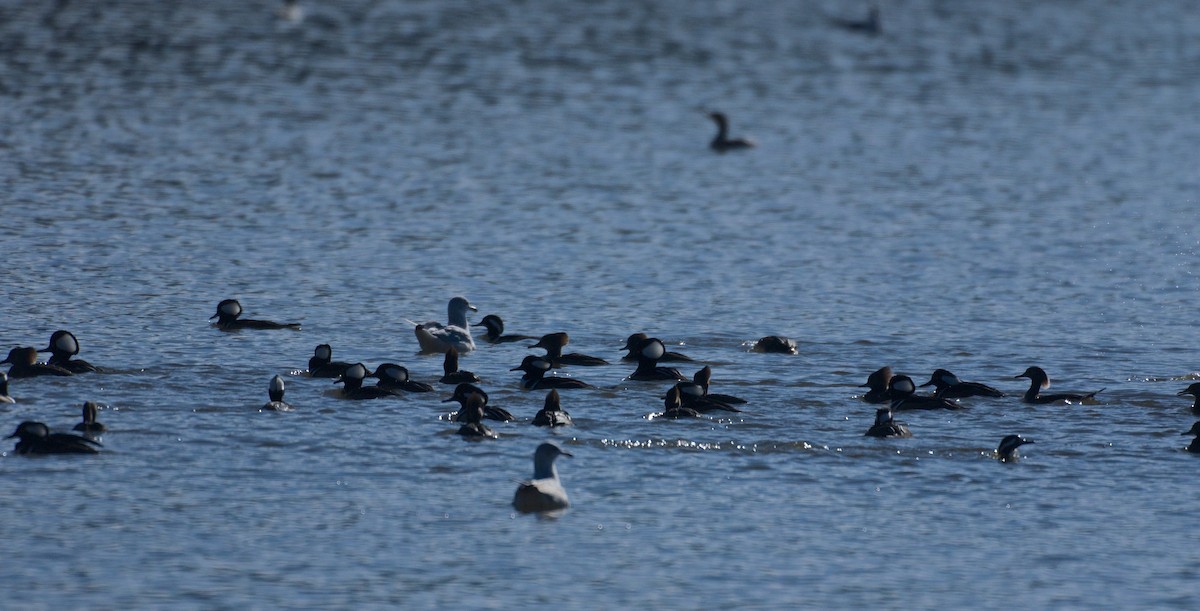 Hooded Merganser - ML43390821