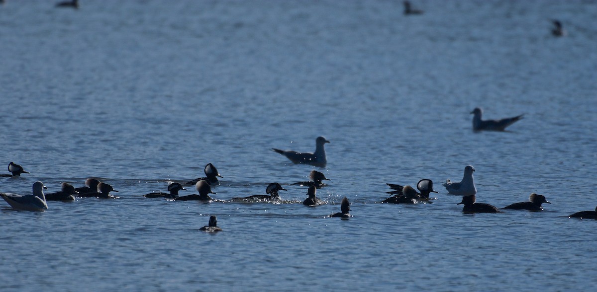 Hooded Merganser - ML43390841