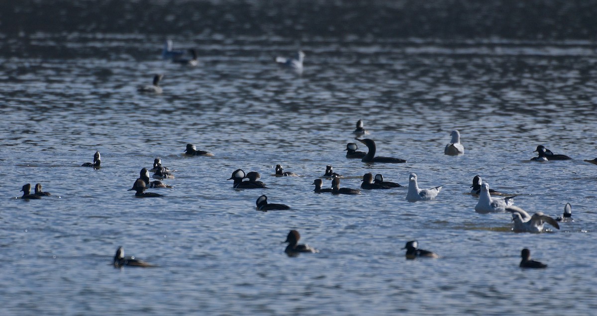 Hooded Merganser - ML43390861