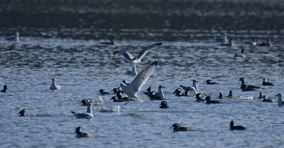 Hooded Merganser - ML43390891