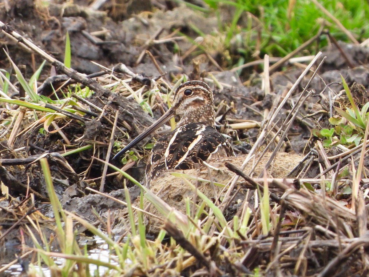 Wilson's Snipe - Thomas Kirby