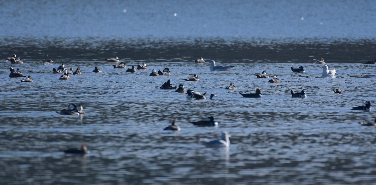 Hooded Merganser - ML43391121