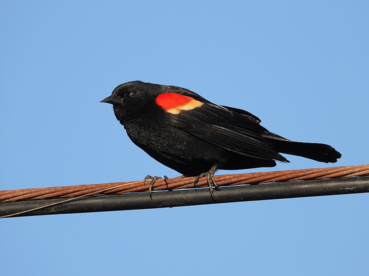 Red-winged Blackbird - Chris Brantley