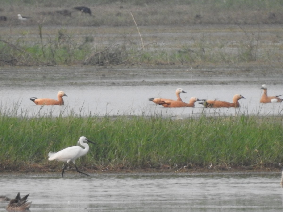 Ruddy Shelduck - ML433912511