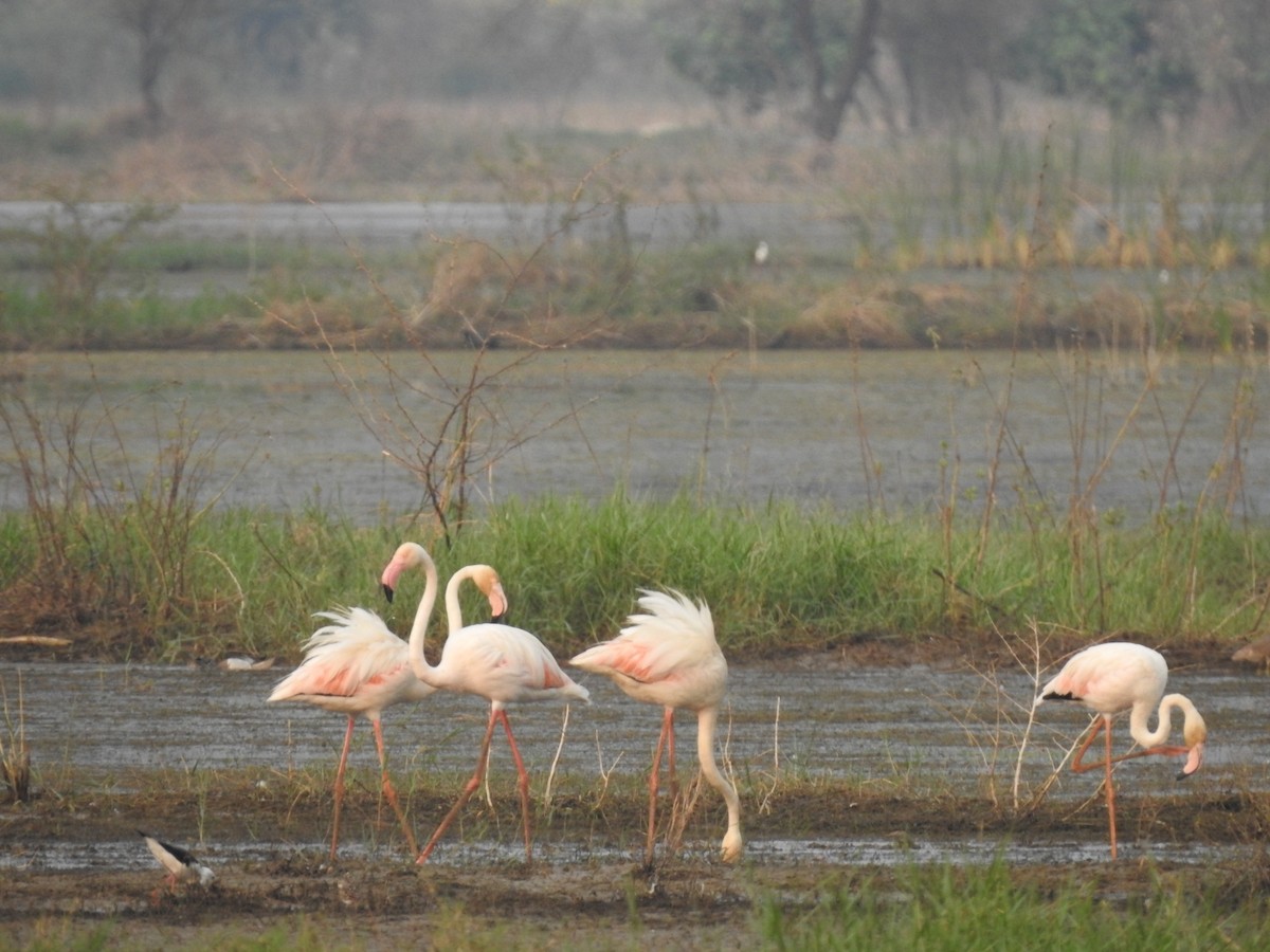 Greater Flamingo - ML433913381