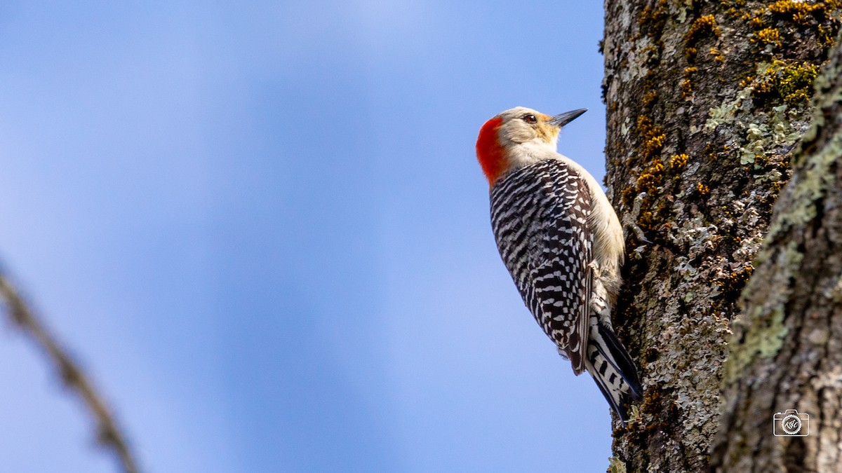 Red-bellied Woodpecker - ML433913461