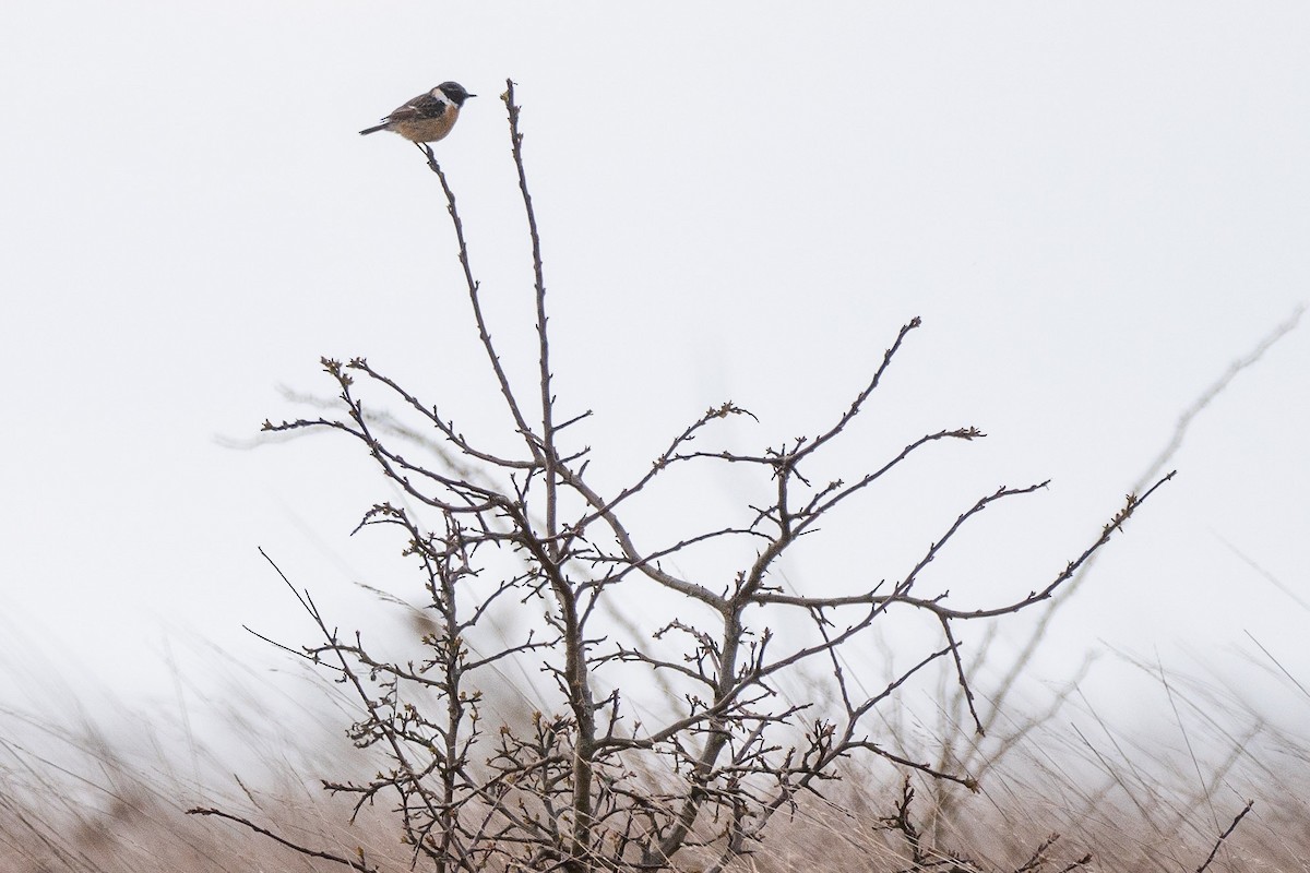 European Stonechat - ML433914041