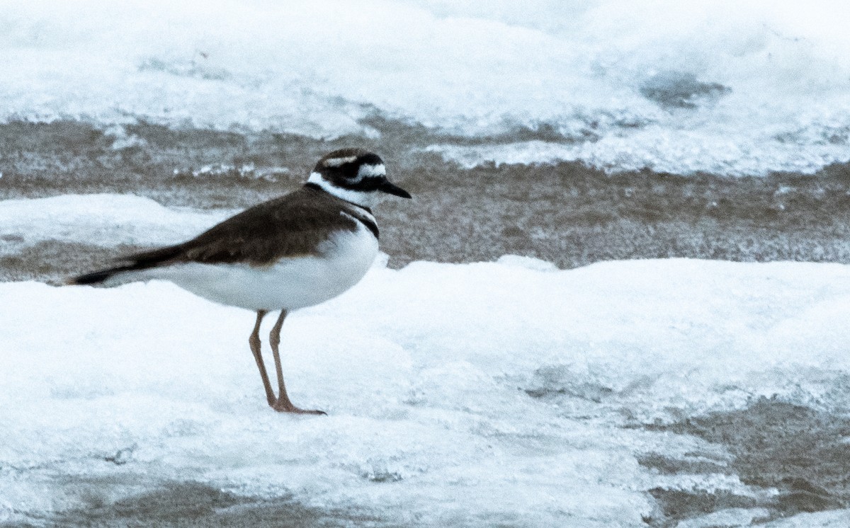 Killdeer - ML433914711