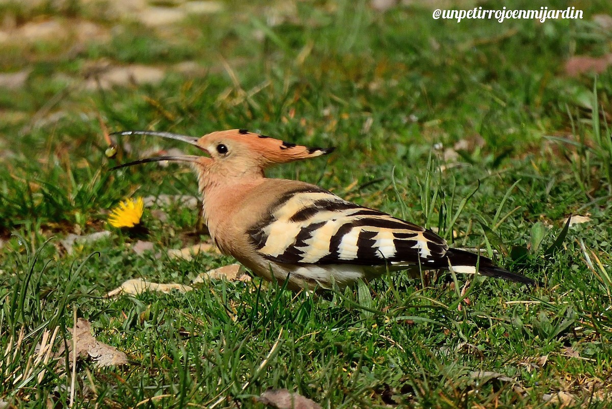 Eurasian Hoopoe - ML433914881