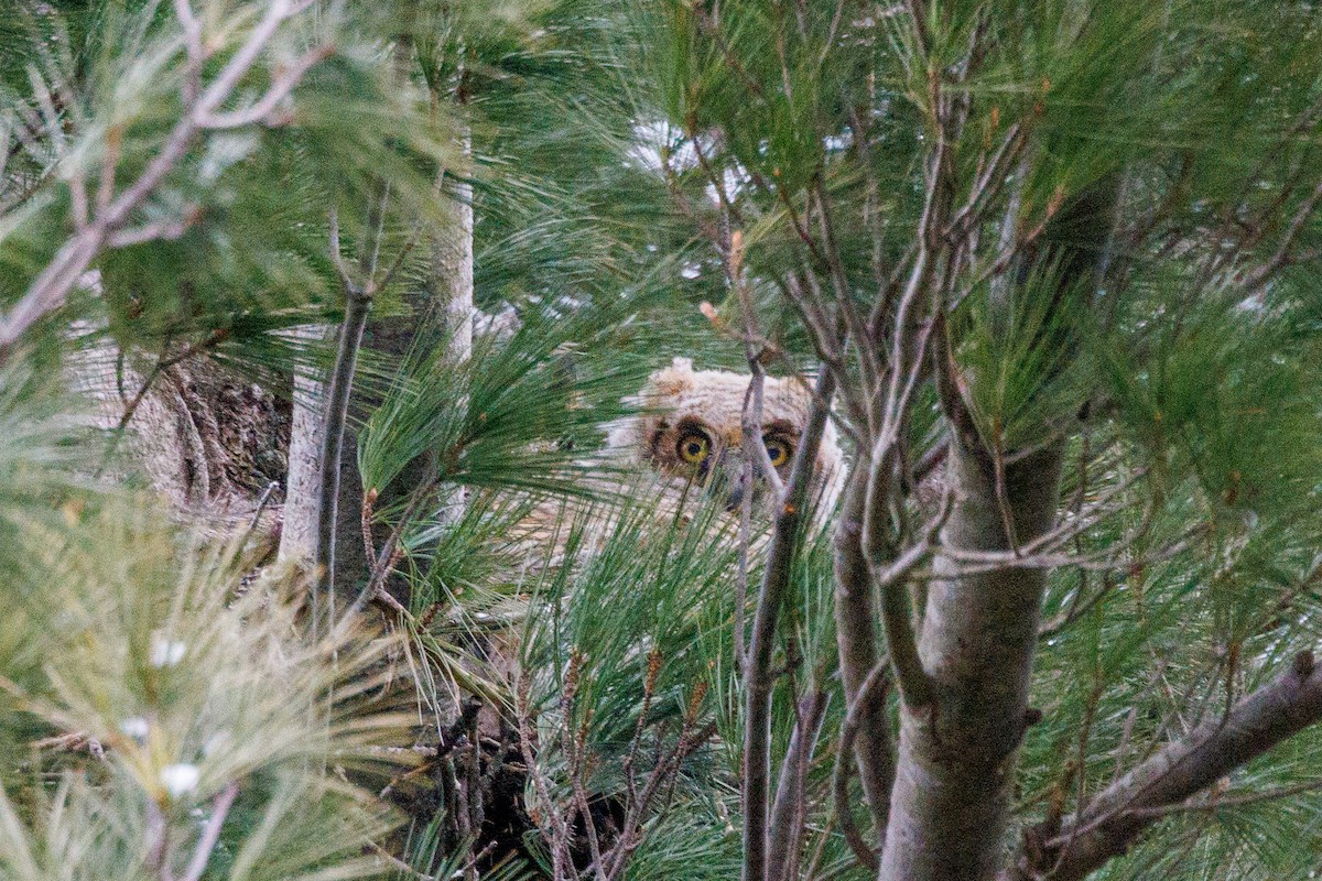 Great Horned Owl - ML433915581