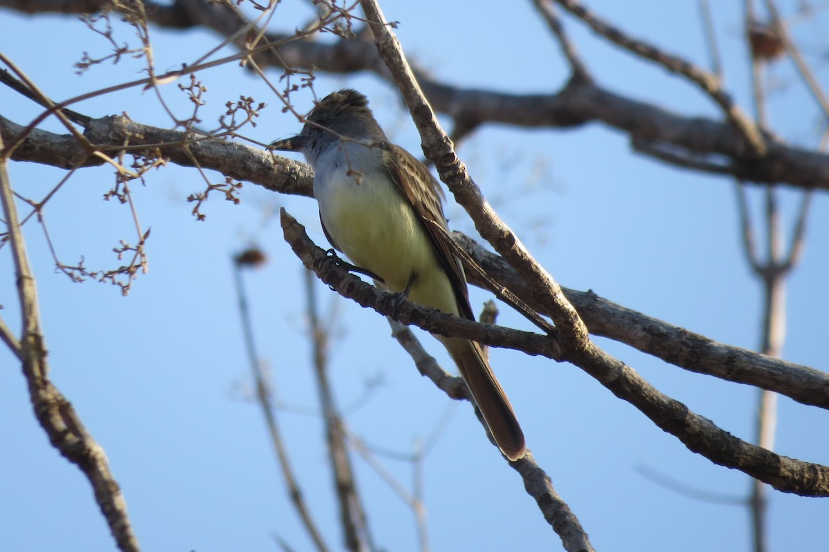 Brown-crested Flycatcher - ML433916231