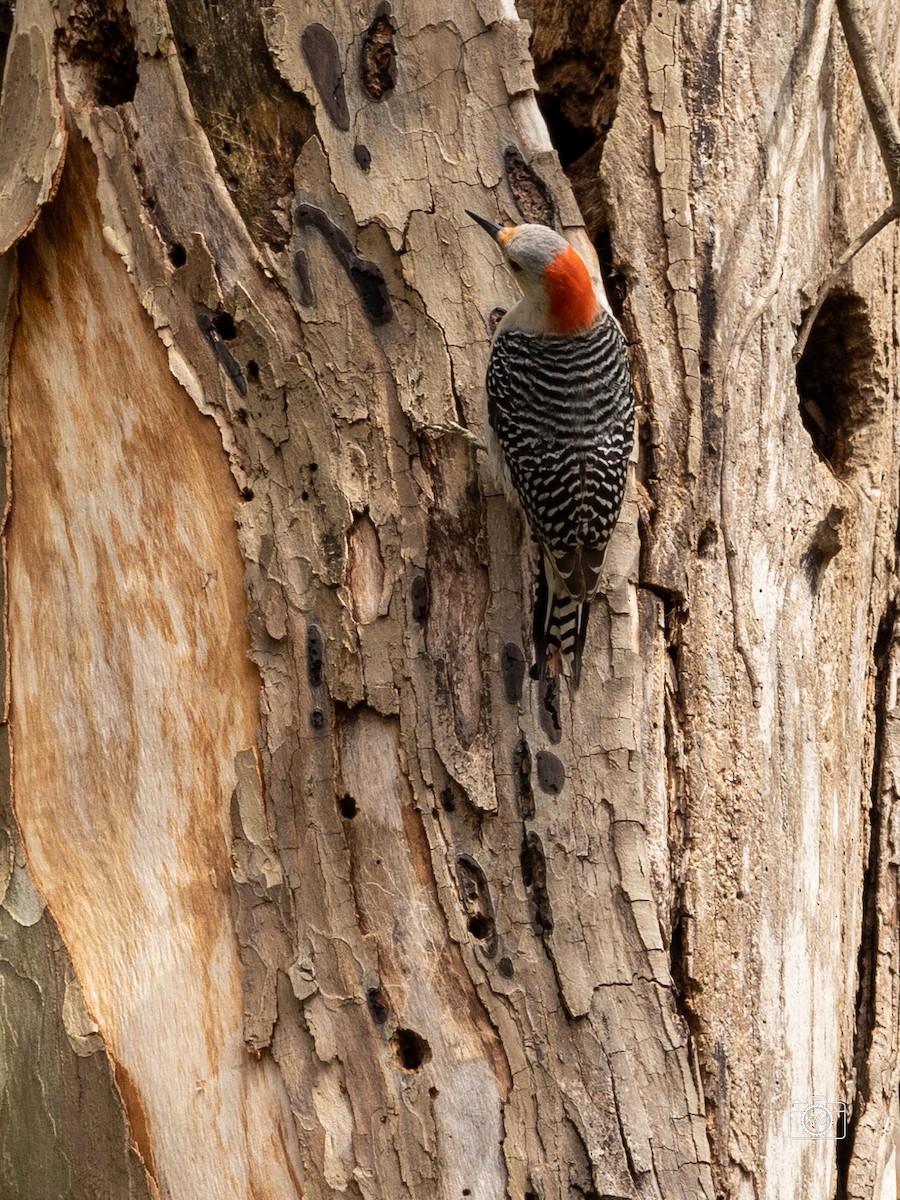Red-bellied Woodpecker - ML433916331