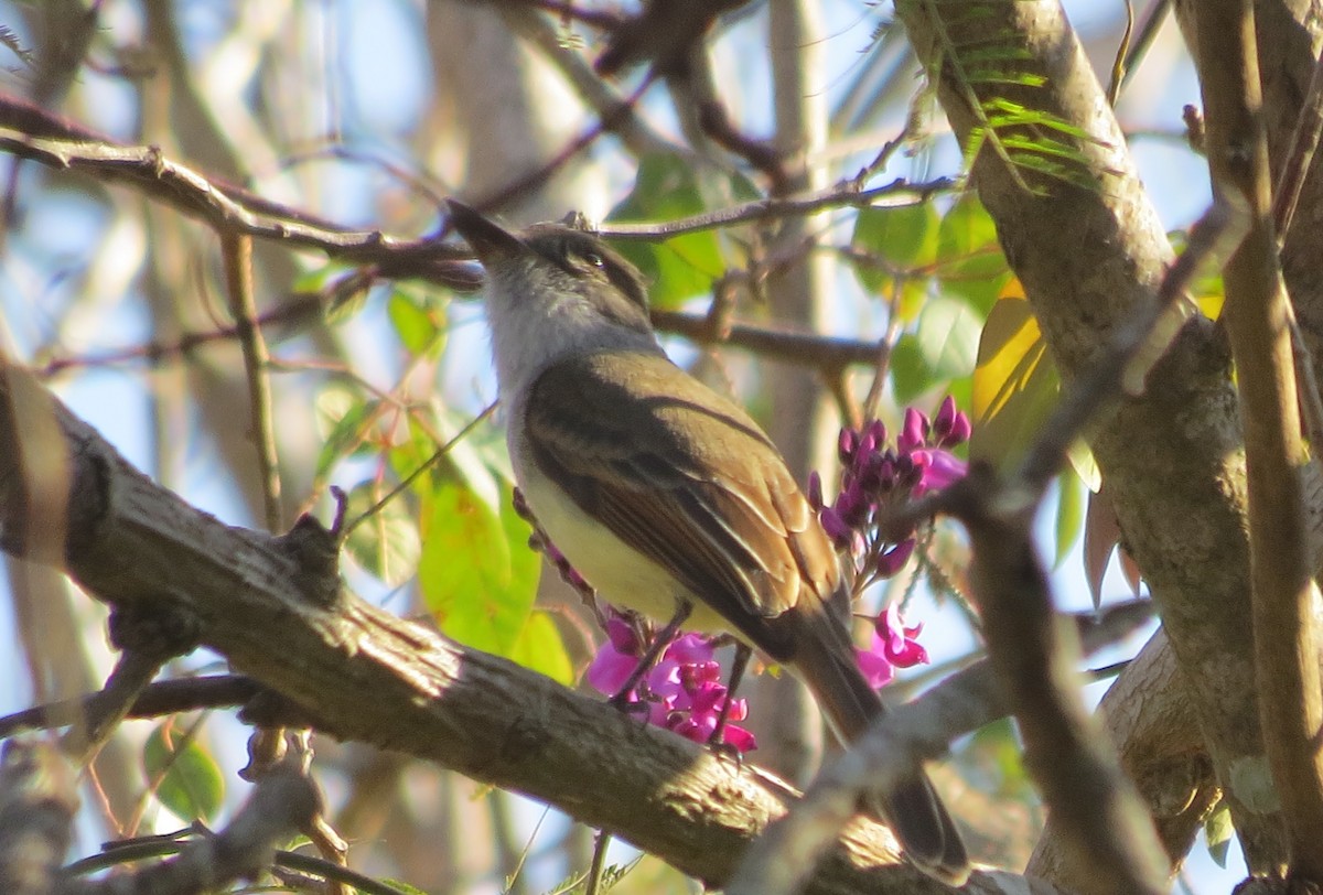 Dusky-capped Flycatcher - ML433917711