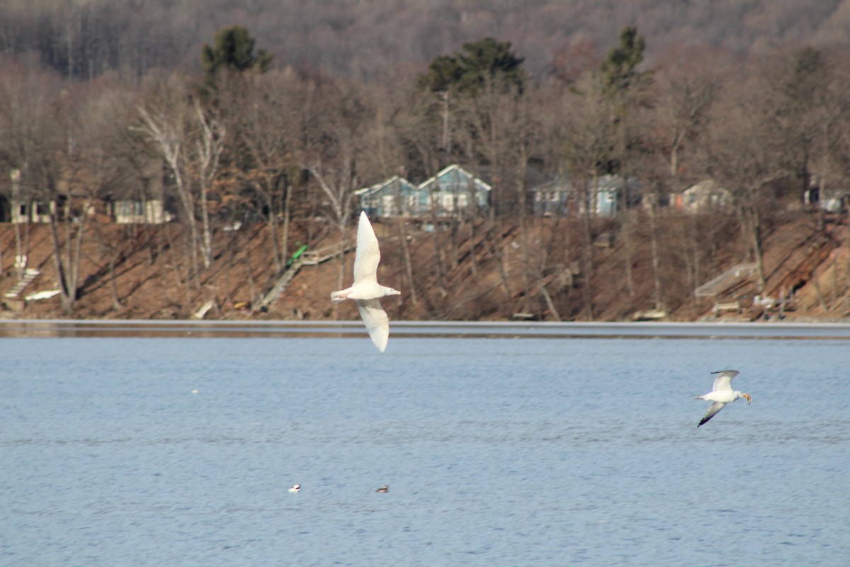 Glaucous Gull - Sarah Sabatke