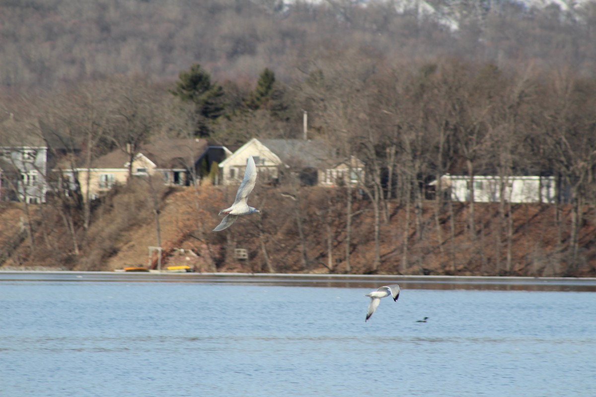 Glaucous Gull - ML433917841