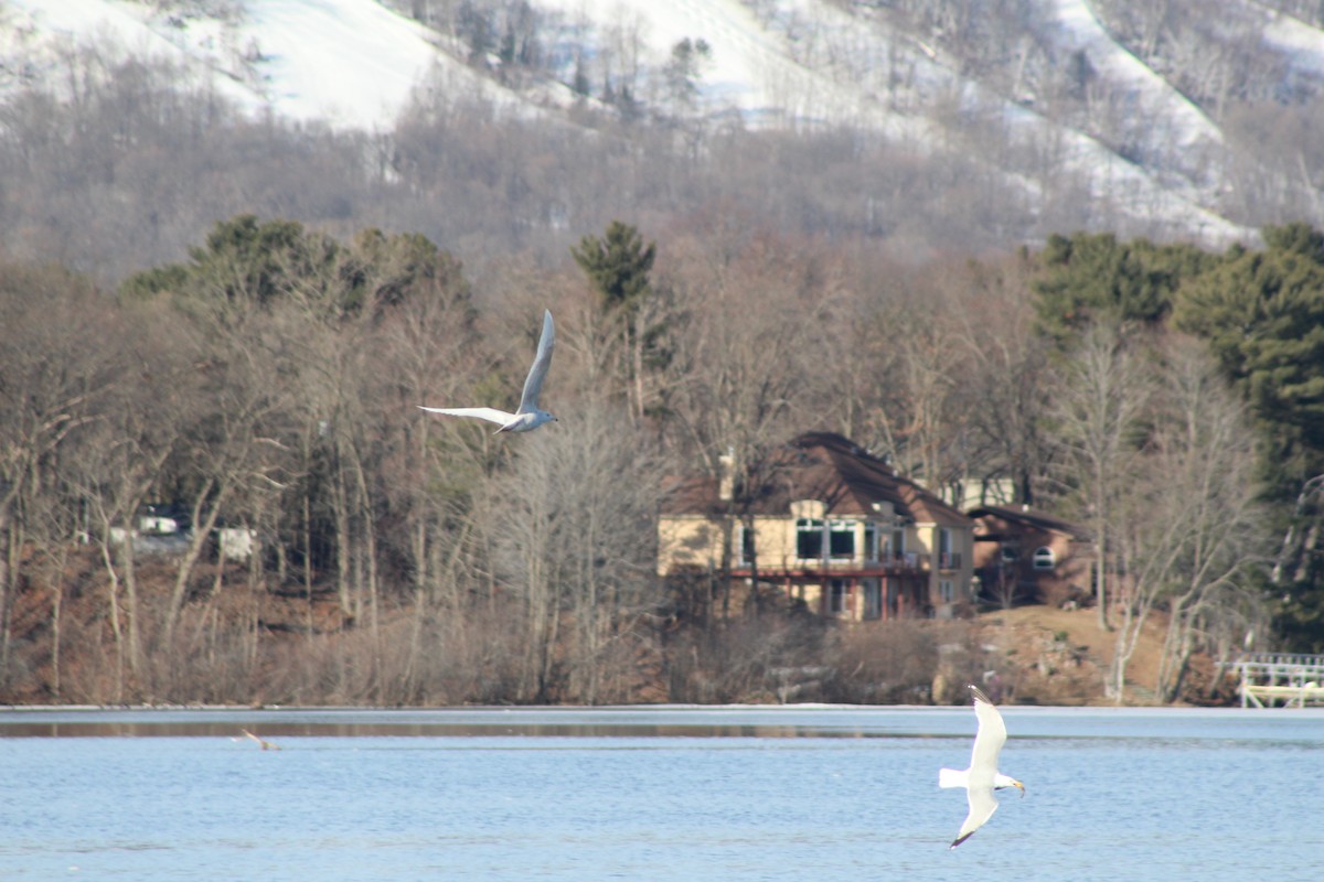 Glaucous Gull - ML433917851