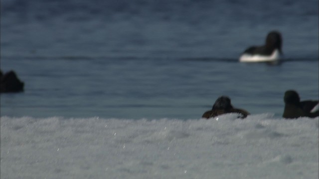 Long-tailed Duck - ML433921