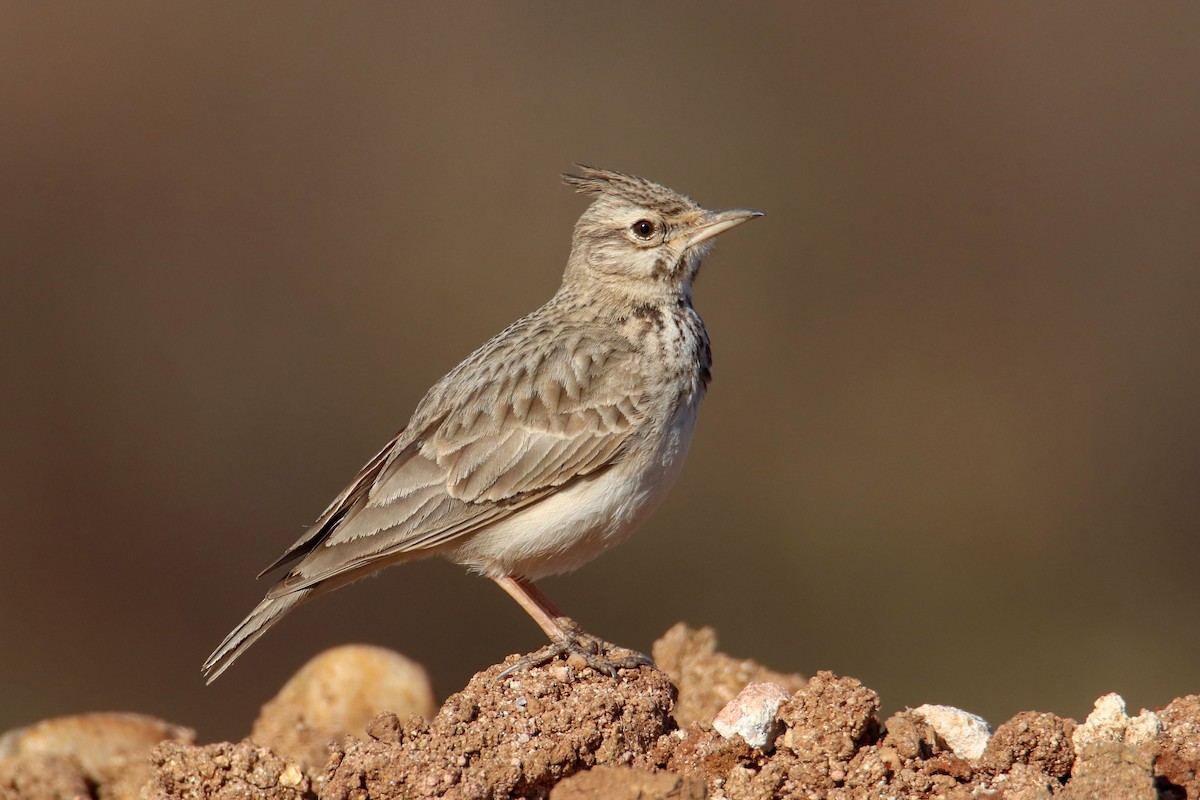 Crested Lark - Joaquín Salinas